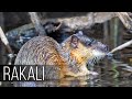 RAKALI is a Killer of Poisonous Toads, a bloodthirsty water rat from Australia!  Rakali vs toads