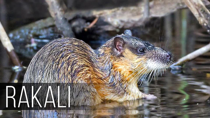 RAKALI is a Killer of Poisonous Toads, a bloodthirsty water rat from Australia!  Rakali vs toads - DayDayNews