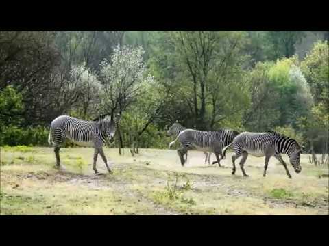 Wideo: Zebry Grevy'ego Są Zagrożone Wyginięciem W Kenii