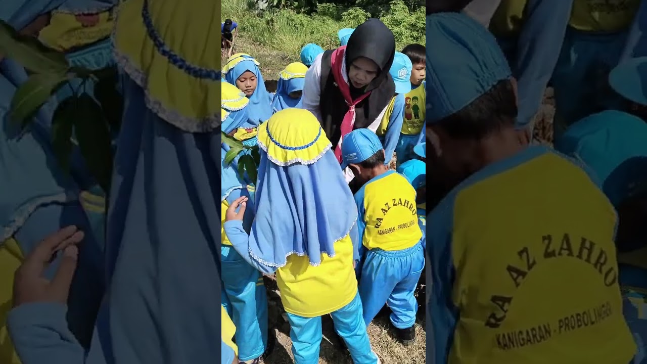 Penanaman 20.000 Bibit Pohon Mangga serentak sekota Probolinggo #karakterpositif #paudpedia #fyp 