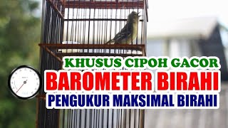 BAROMETER BIRAHI : Putarkan Sebagai Pengukur Maksimal Birahi Cipoh / Sirtu Anda