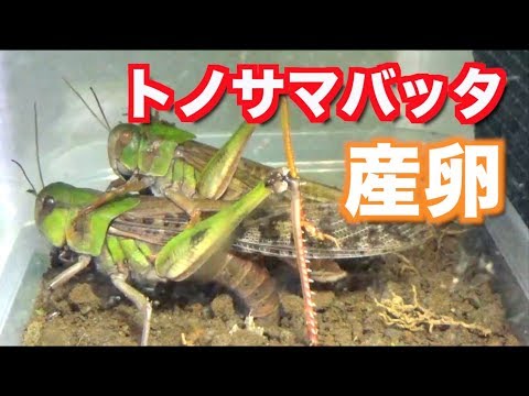 【感動】トノサマバッタの産卵後の愛が尊すぎる...