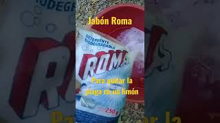 Como quitar la plaga en un limon