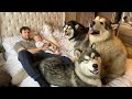 Our Morning Routine With 3 Giant Dogs A Cat And A Baby!! (So Much Fluff!!)