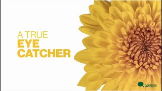 Danziger  Yellow Chrysanthemum - We Grow Emotions screenshot 3