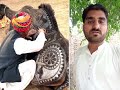 اونٹ کے بالوں سے فن کا شاہکار! گجرات کے بزرگ کا کمالسبحان اللہ! اونٹ پر بالوں سے حیرت انگیز ڈیزائن
