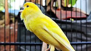 Kenari GACOR Masteran Burung Kenari PAUD & Pancingan Kenari MACET BUNYI, Ngerol Durasi Panjang