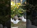 Free-ranging Call Ducks