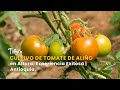 Cultivo de Tomate de Aliño en Altura: Experiencia Exitosa | Antioquia -TvAgro por Juan Gonzalo Angel