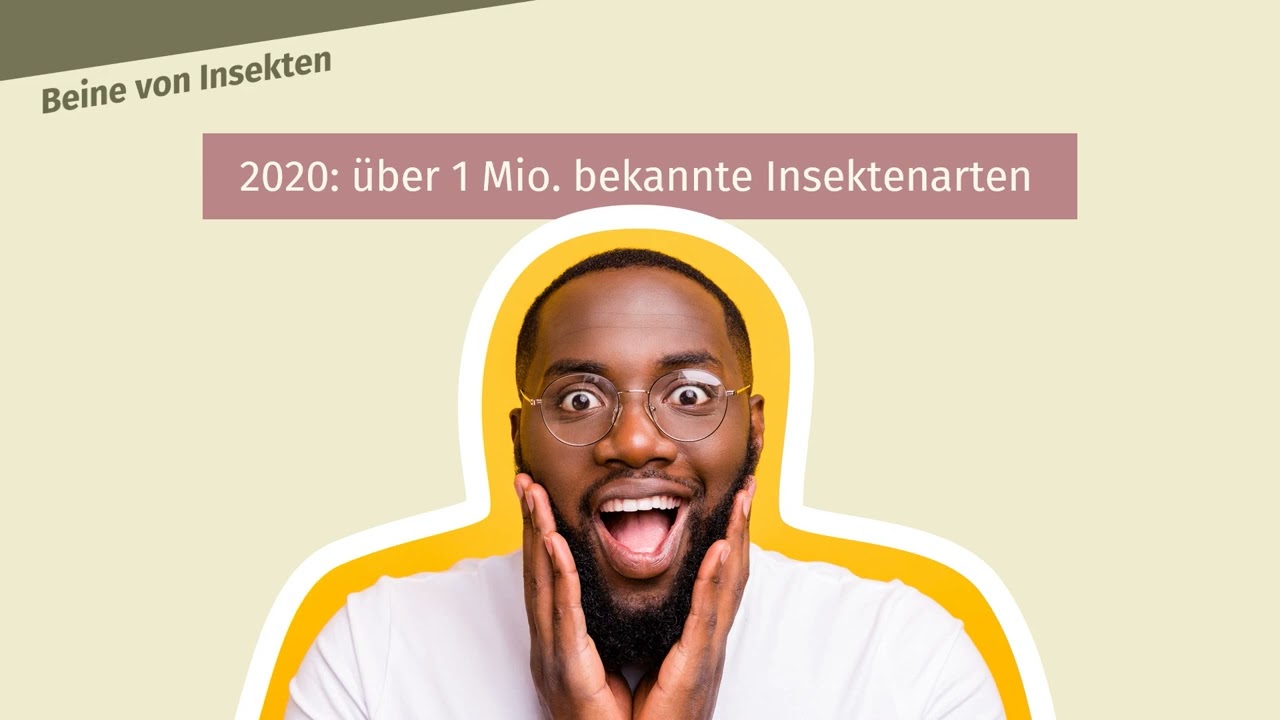 Beine von Insekten einfach erklärt | sofatutor