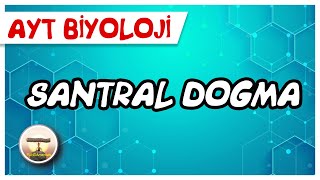 Ayt Biyoloji Santral Dogma 142