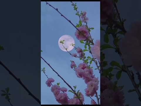قمر در عقرب مهر ماه زمان شروع تا پایان