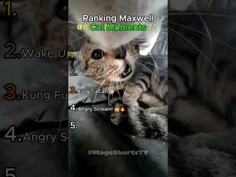 Top 5 Maxwell Cat POV Moments! 🐱🎥🏆 #viral #cat #pov #shorts