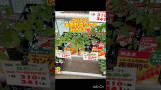 ミニトマト植え付け約10日後2026#トマト栽培 #家庭菜園 #北海道#我が家 #おうちごはん #クックパッド #ひな祭り #hokkaido #室蘭#ミニトマト栽培 #中玉トマト栽培#ビニールハウス