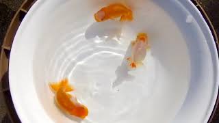 DSCF9180