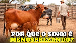Produzir Muito Leite Basta No Sertão? A Conta Que Ninguém Faz
