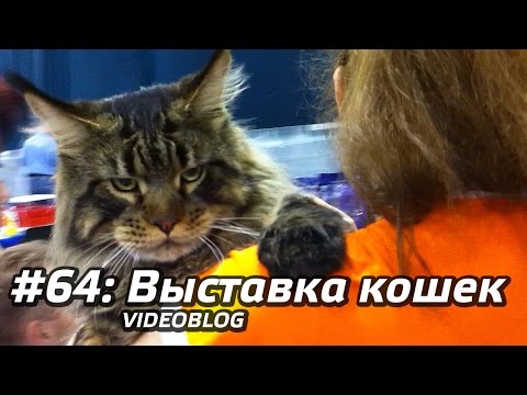 Video: Mdloby U Koček