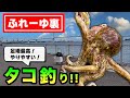 【ふれーゆ裏】足場よし！やりやすい！堤防タコ釣り♪ 〜神奈川県・横浜市のオススメ釣り場〜