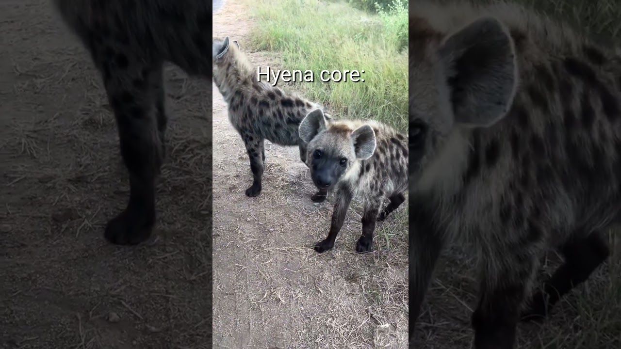 hyena core🤣Loves to laugh😅 