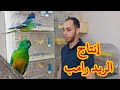 تزواج وإنتاج طائر الريد رامب أو البراكيت
