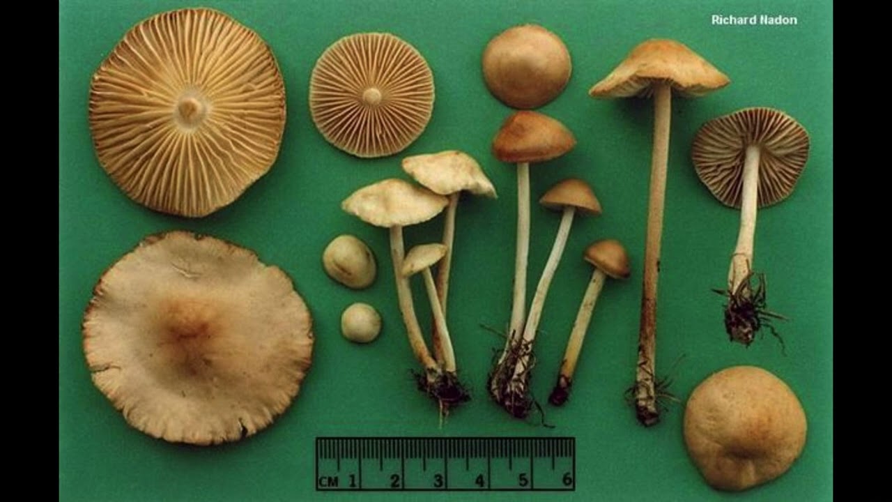 Marasmius Orades