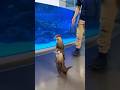 Otter – The Cutest Water Hunter in the World 🦦#otter #documentary #animals #facts #wildlife #otters