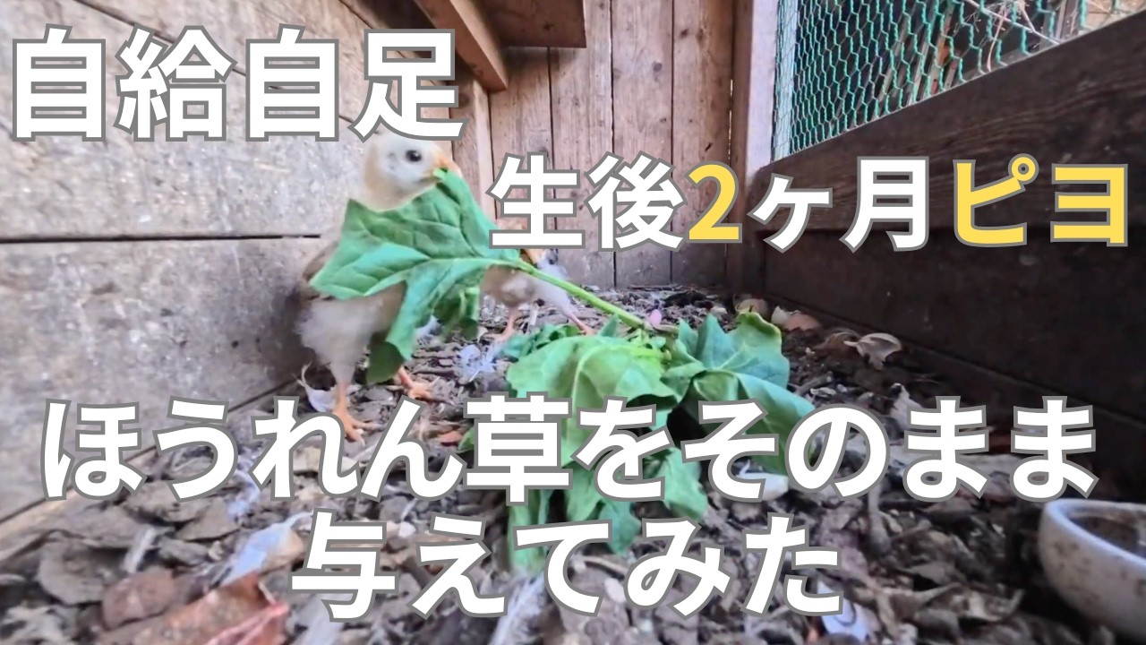 生後2ヶ月のピヨにほうれん草をそのまま与えてみた #配合飼料を一切与えない #自然養鶏 #自給自足
