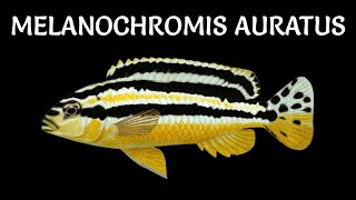Melanochromis auratus  ✔