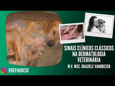 Vídeo: 5 sinais de que pode ser hora de ver um dermatologista veterinário