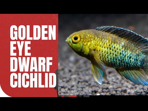 Golden eye cichlid