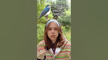 Tree Swallows play with feathers! #fyp #nature #birds #fy #wildlife #naturelovers #bird  #birdslover