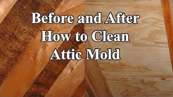 Clean Attic Mold