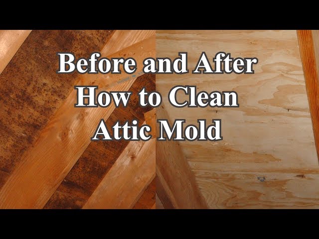 Steps to Remove Mold from Plywood in the Attic