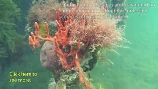 Taxonomy and Ecology of Caribbean Sponges