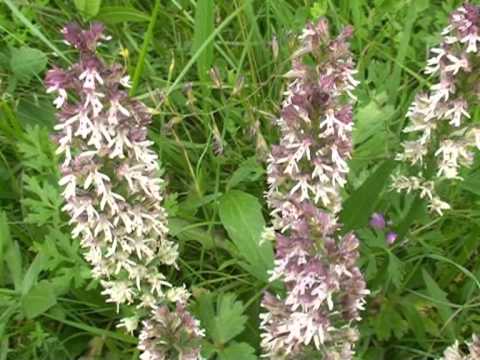 Orchidea bruciata  Fiori e piante della montagna bellunese 30042013