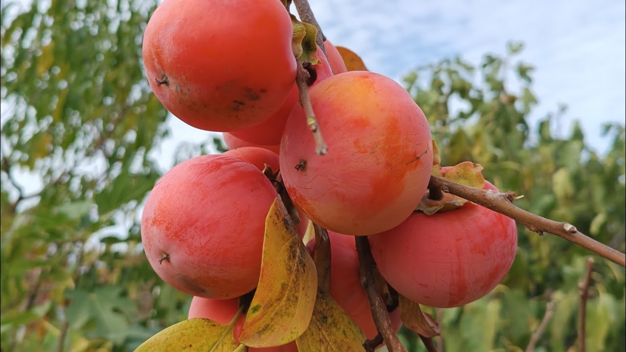 Огляд сортів хурми