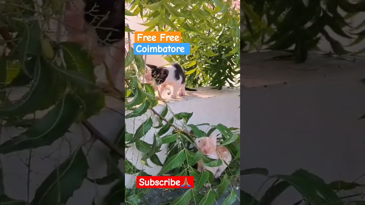 kitten free 936358 3234 | cat for adoption 