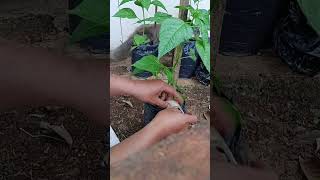 Simple Garden Care for a Bigger Harvest 🌱#shorts