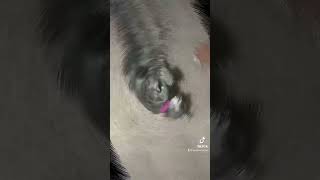 Vintage Conchis And Sancho 2016 Before Diabetes Took Him Away