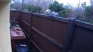 Flying Ninja squirrel