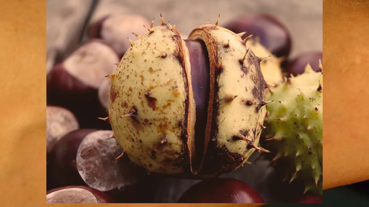 remedios naturales para la artritis Dile adiós a las Varices ,problemas circulatorios, venas dilatadas