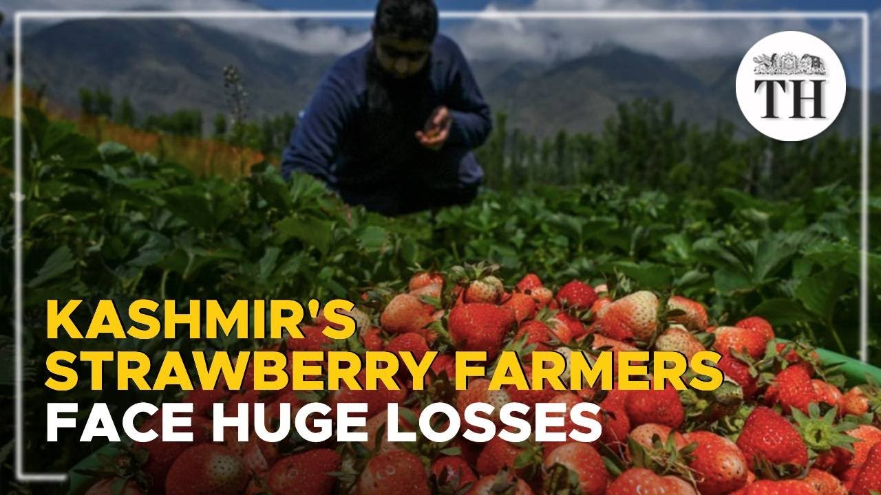 Strawberry farmers in Kashmir face huge losses due to the lack of