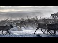 REINDEER HERDER LIFE, Autumn, from Borgafjäll to Stekenkjokk