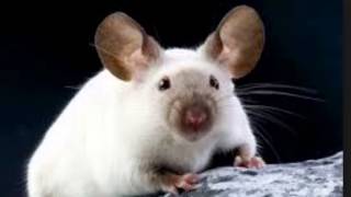 Gregor The Overlander