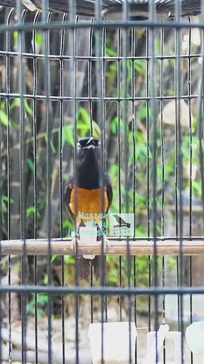 murai batu gacor AMPUH buat PANCINGAN murai batu agar bunyi JADIKAN burung murai gacor EMOSI NYAUT5