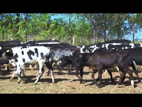 BATERIA 07 LOTE 431 AO 442