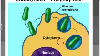 Active Transport Part 2.wmv