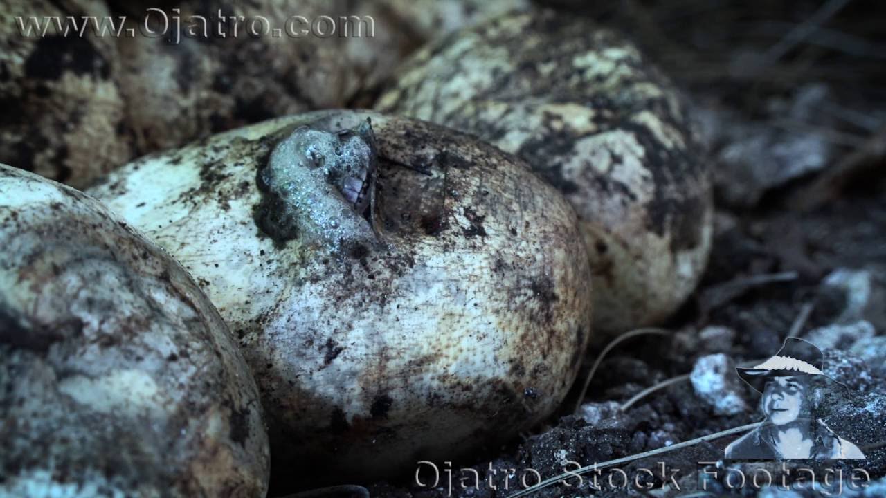 wildlife conservation society wcs Pythons Hatching 0102 Time Lapse
