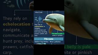 UPSC Environment Indus River Dolphin || UPSC THE LABYRINTH #upsc