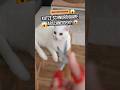 Katze Schnurrhaare schneiden oder stutzen!? 🤔 JA oder NEIN? #katzenwissen #katzenliebe #katzenleben